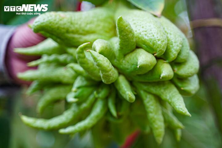 Những quả phật thủ có dáng “bàn tay Phật”, ngón xòe đều, màu sắc hài hòa, bề mặt bóng đẹp luôn được thị trường ưa chuộng dù giá bán cao.