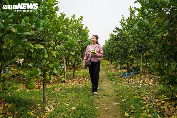 Mất mùa do bão lũ, phật thủ tăng giá mạnh dịp Tết Nguyên đán 2026 - 17