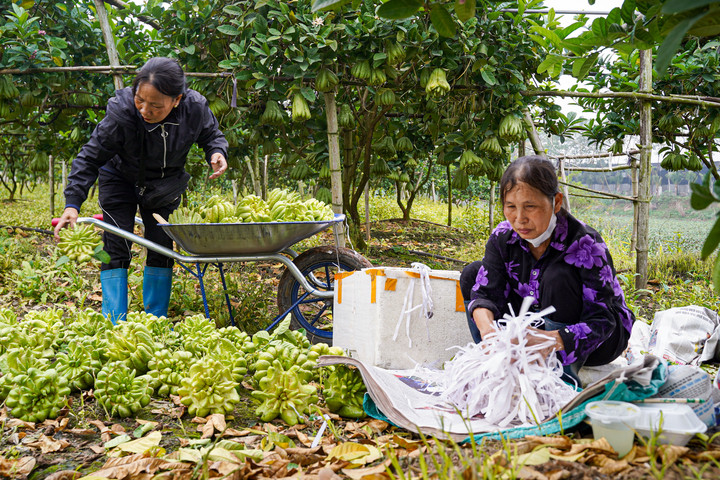 Mất mùa do bão lũ, phật thủ tăng giá mạnh dịp Tết Nguyên đán 2026 - 12