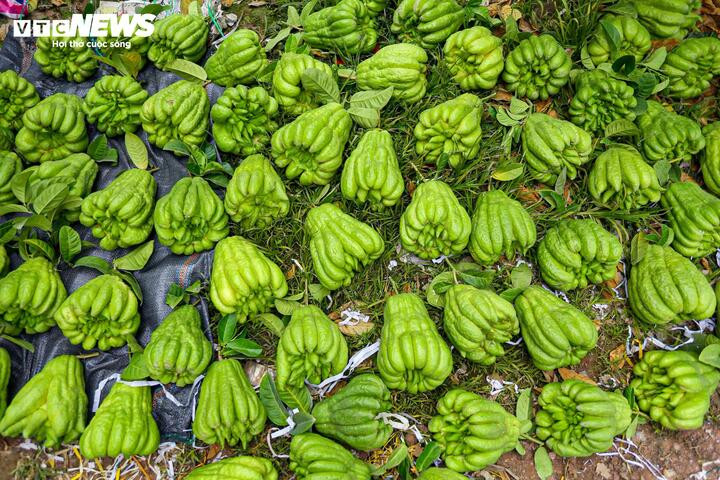 Theo ghi nhận, giá phật thủ loại thường dao động từ 100.000 - 1.000.000 đồng/quả; riêng những quả kích thước lớn, thế dáng đẹp có thể đạt mức 1.000.000 - 3.000.000 đồng.