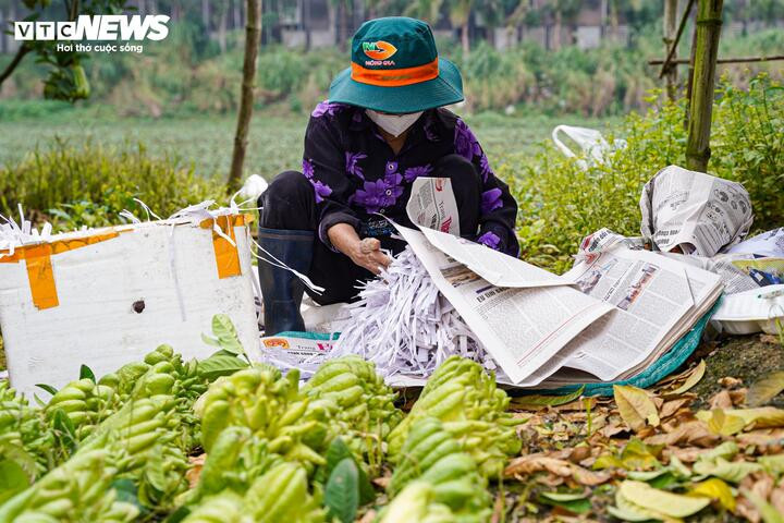Mất mùa do bão lũ, phật thủ tăng giá mạnh dịp Tết Nguyên đán 2026 - 9