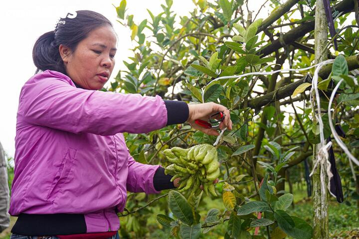 Sở hữu hai vườn phật thủ với hơn 500 gốc, chị Tạ Thị Thùy Dung cho biết, các trận bão lũ trong tháng 9 và 10 vừa qua đã gây ngập úng nghiêm trọng, làm hư hỏng hàng trăm cây.