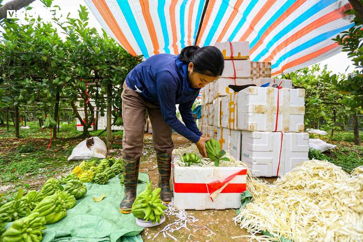 Mất mùa do bão lũ, phật thủ tăng giá mạnh dịp Tết Nguyên đán 2026 - 10