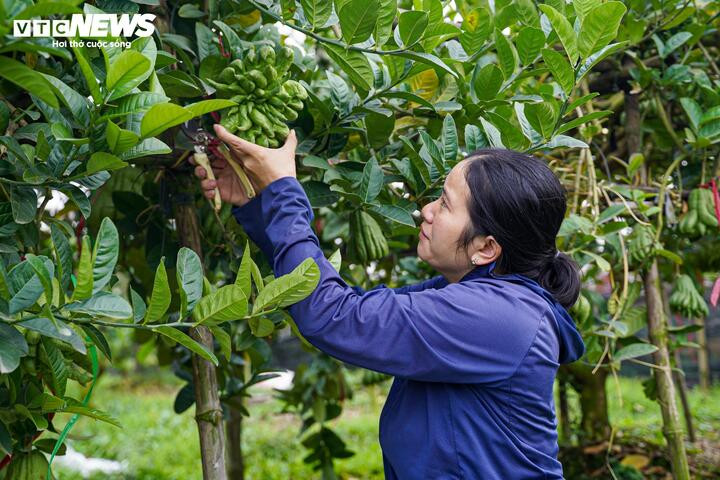 Cùng hoàn cảnh, vườn phật thủ của chị Thảo năm nay cũng lâm vào tình trạng khan hiếm quả đẹp.