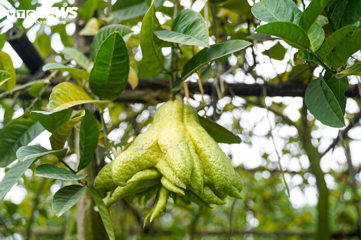 Sau bão lũ, dù được chăm sóc tích cực nhưng nhiều gốc phật thủ vẫn phục hồi chậm, sinh trưởng kém, khiến sản lượng và chất lượng đều không tốt như mọi năm. Đặc biệt, rất khó chọn những quả đạt mẫu mã loại 1.