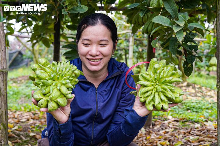 Chị Thảo cho biết, những quả phật thủ đẹp, có thể bán giá tiền triệu nhưng hầu như đã được thương lái đặt mua từ sớm; phần còn lại chủ yếu là hàng giá thấp, sản lượng cũng giảm so với năm ngoái.