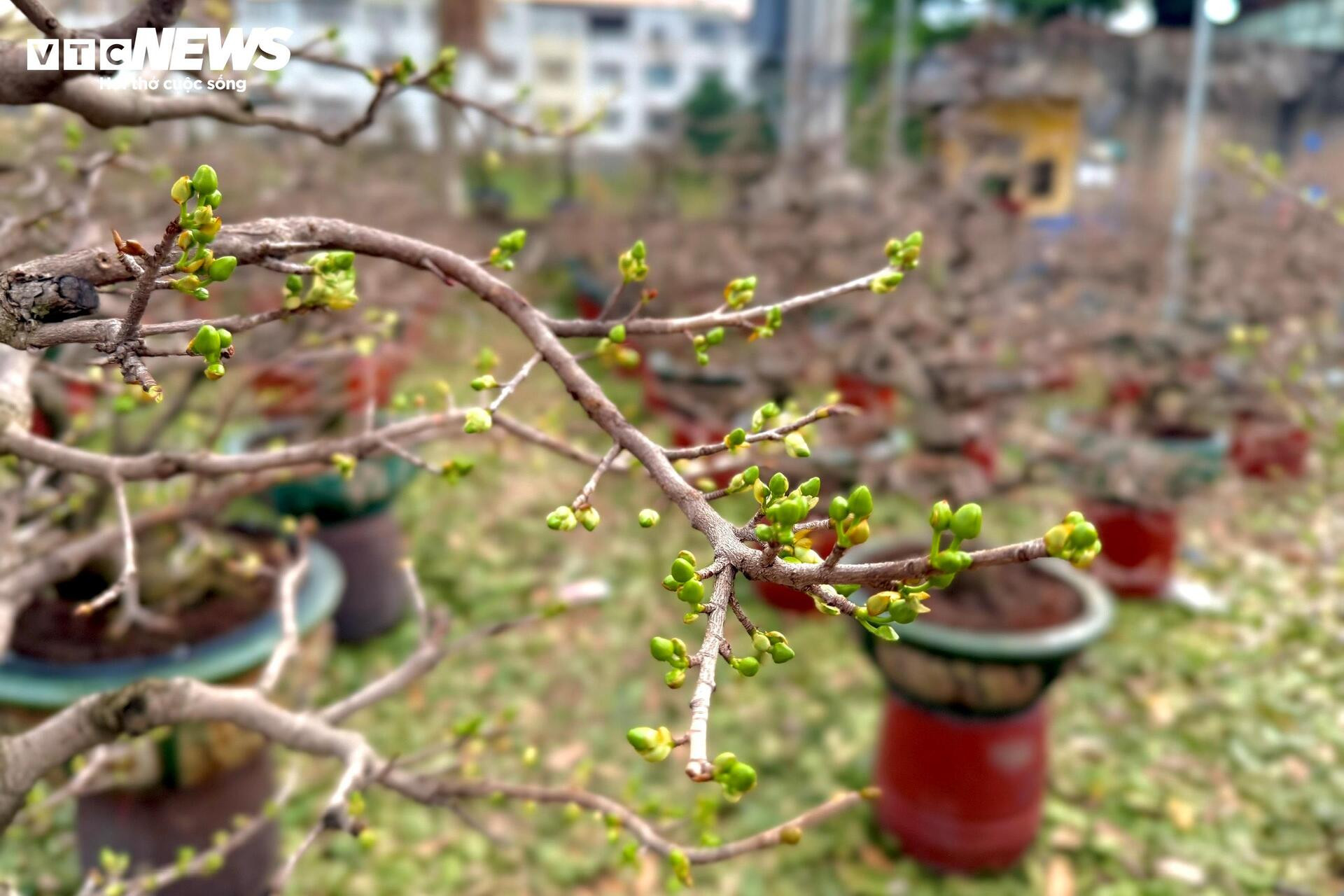 Người dân rủ nhau lặt lá mai thuê, kiếm tiền triệu tiêu Tết - 21