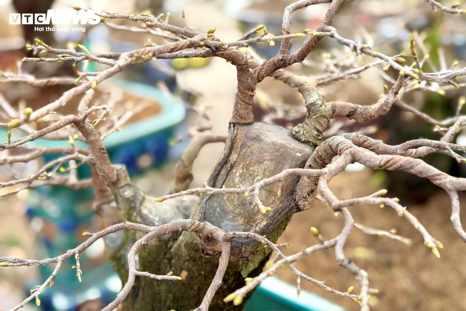 Người dân rủ nhau lặt lá mai thuê, kiếm tiền triệu tiêu Tết - 18