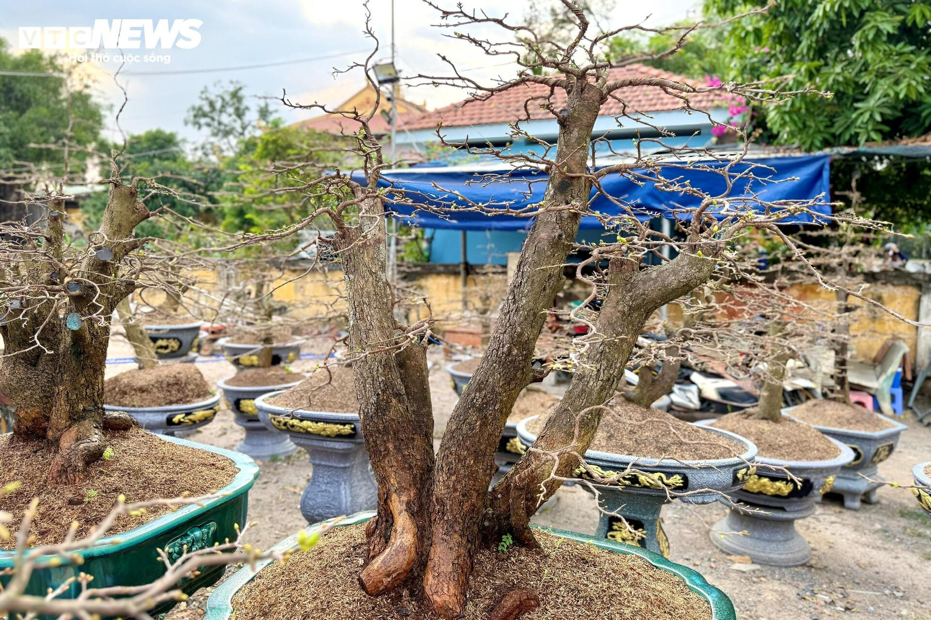 Người dân rủ nhau lặt lá mai thuê, kiếm tiền triệu tiêu Tết - 15