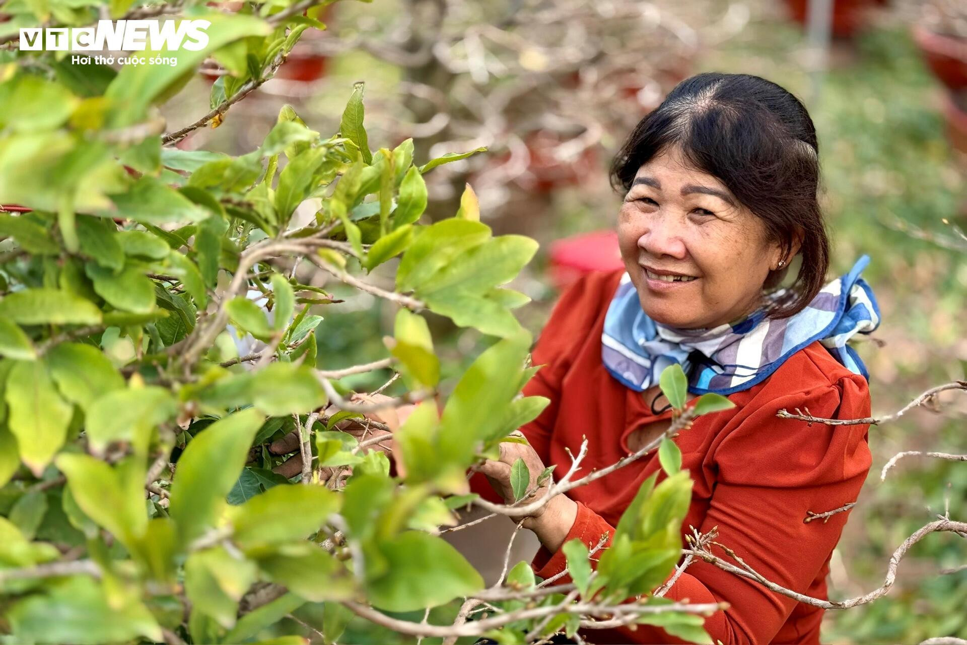 Người dân rủ nhau lặt lá mai thuê, kiếm tiền triệu tiêu Tết - 3