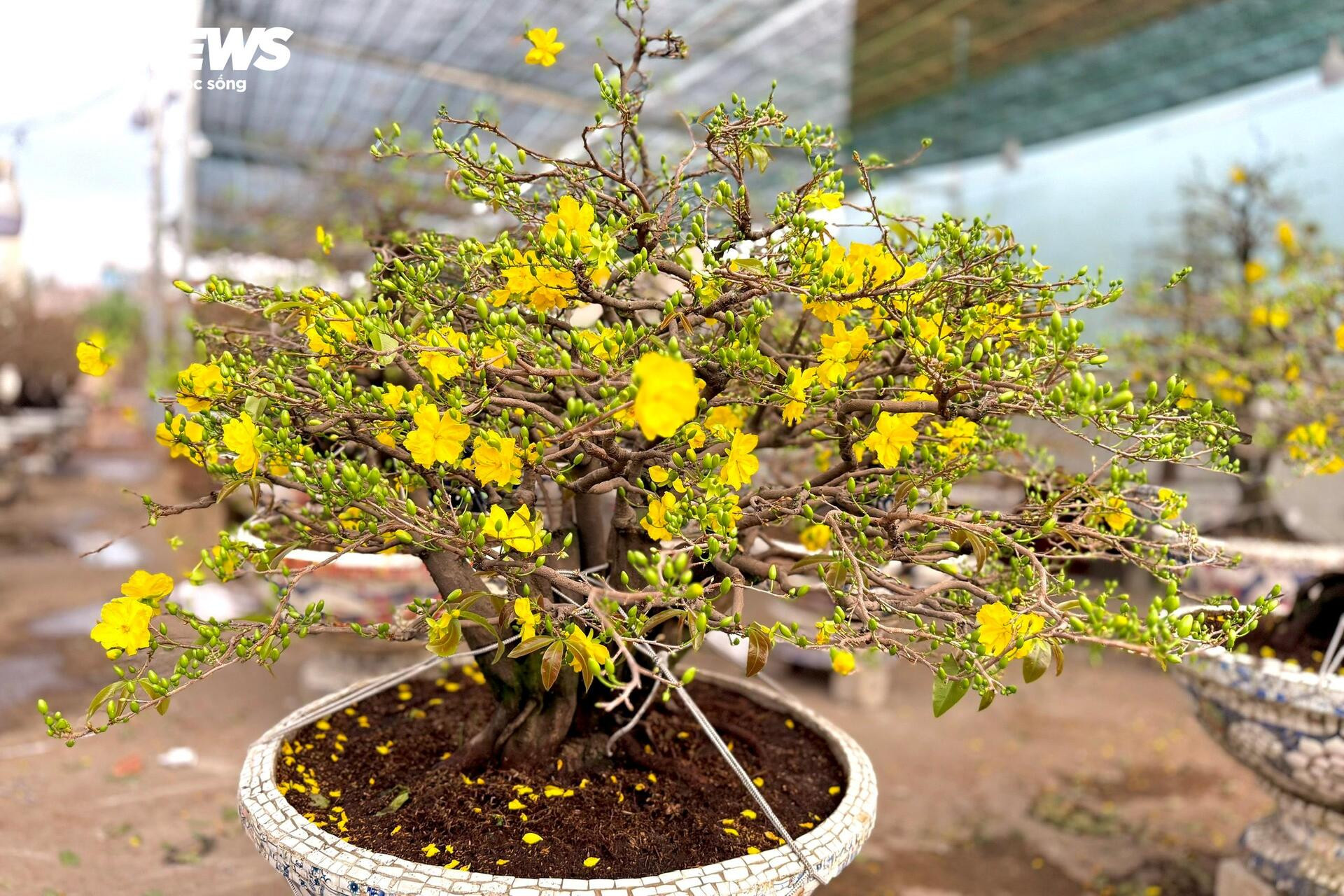 Người dân rủ nhau lặt lá mai thuê, kiếm tiền triệu tiêu Tết - 23