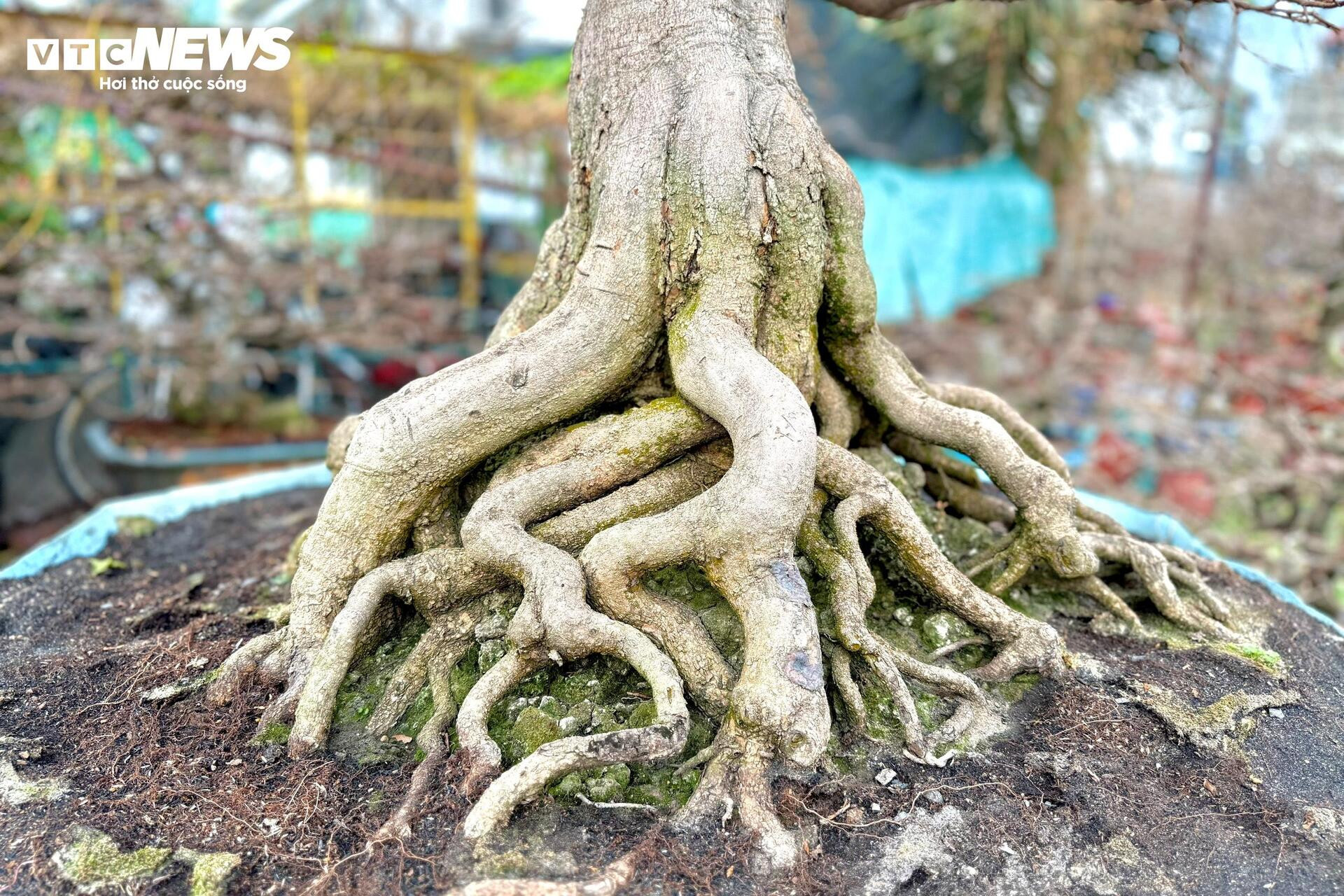 Người dân rủ nhau lặt lá mai thuê, kiếm tiền triệu tiêu Tết - 17