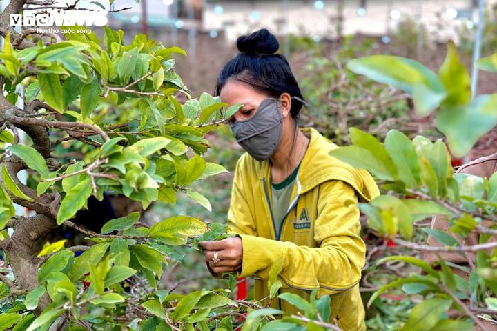 Người dân rủ nhau lặt lá mai thuê, kiếm tiền triệu tiêu Tết - 7