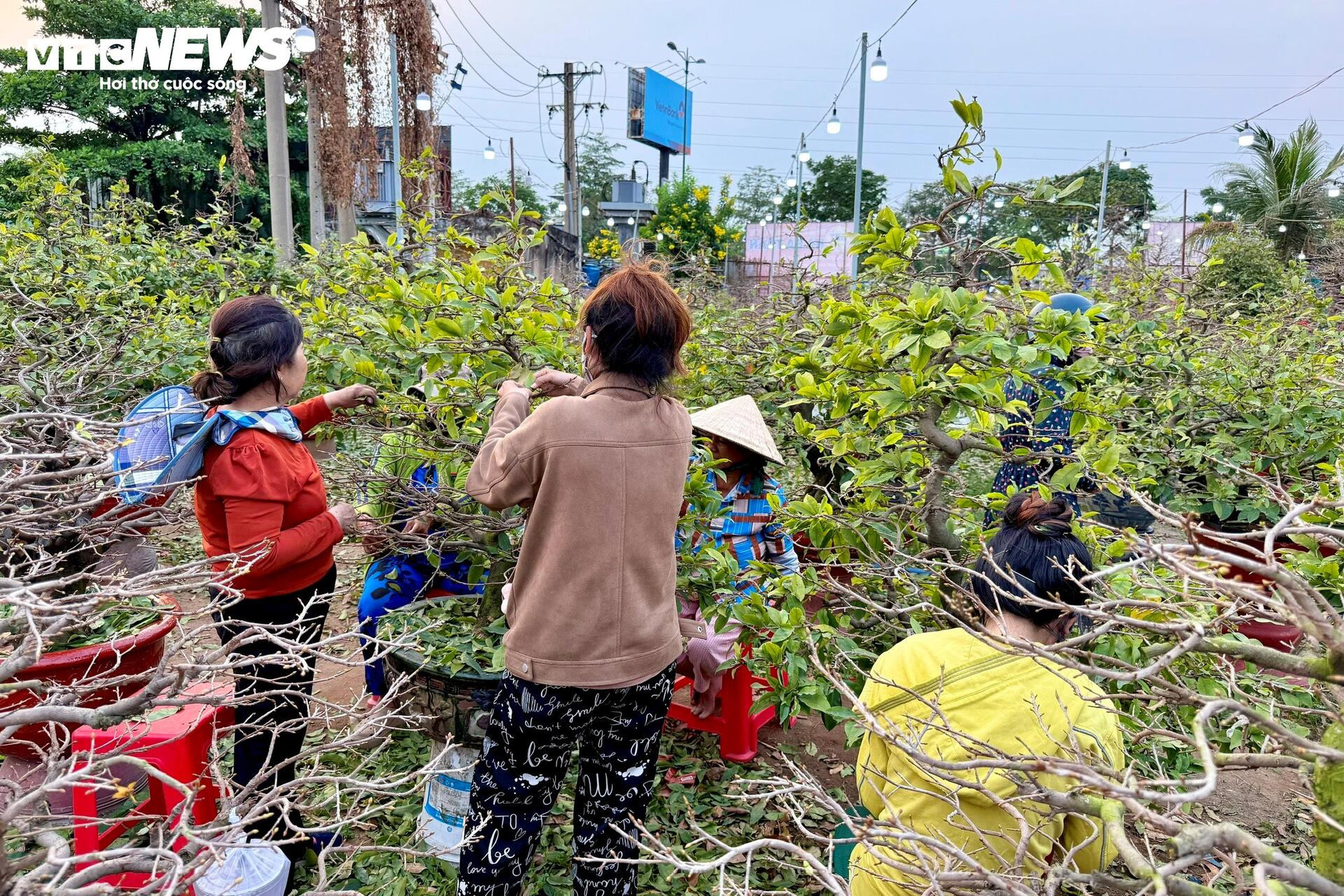 Người dân rủ nhau lặt lá mai thuê, kiếm tiền triệu tiêu Tết - 1