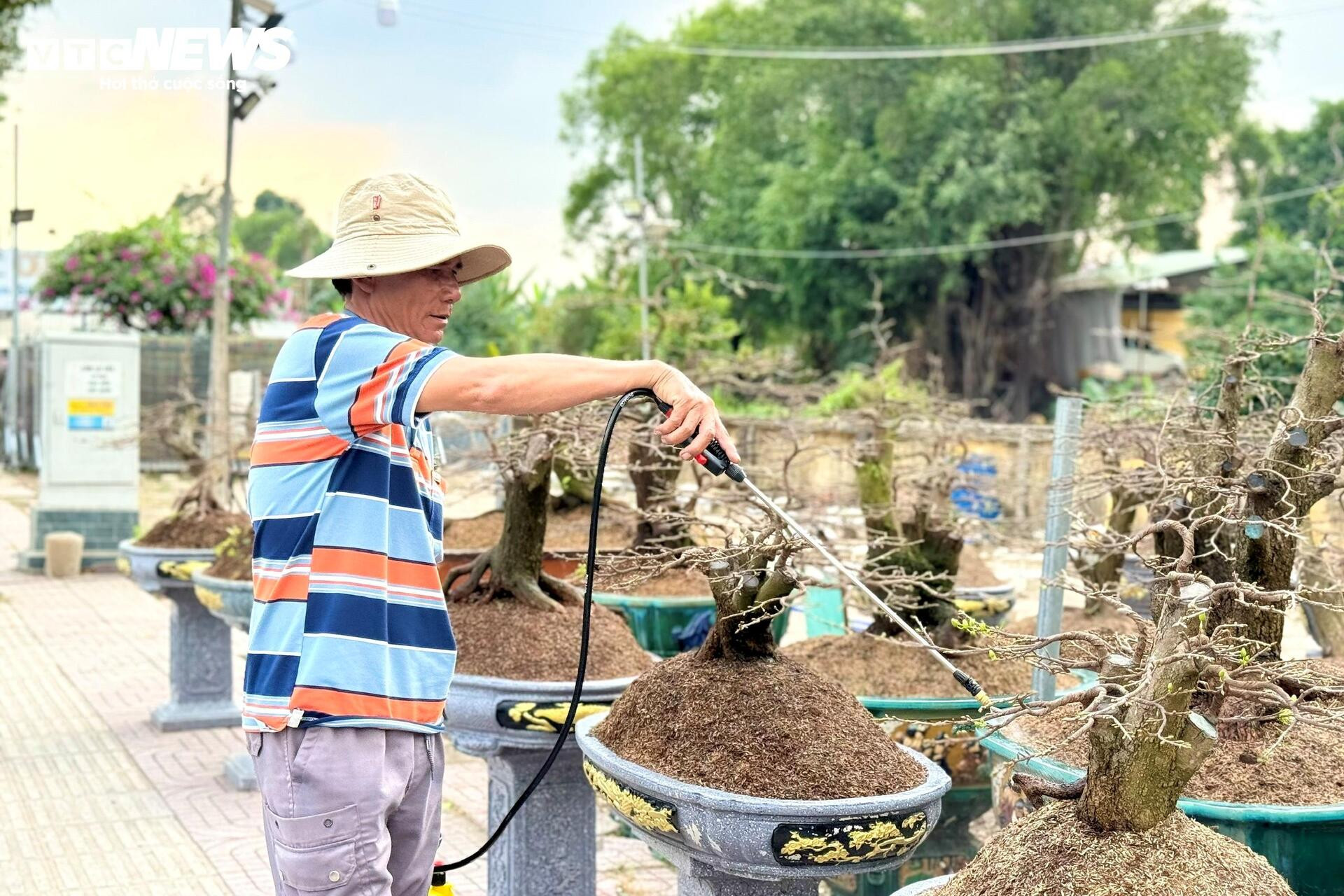 Người dân rủ nhau lặt lá mai thuê, kiếm tiền triệu tiêu Tết - 12