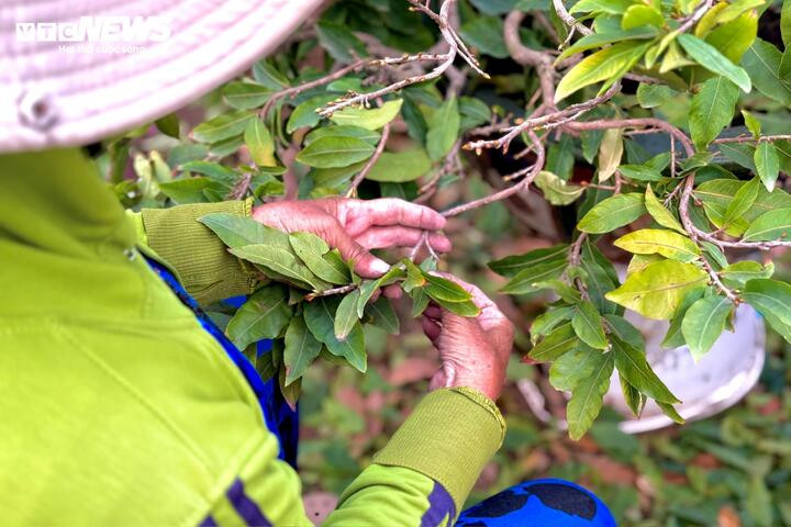 Người dân rủ nhau lặt lá mai thuê, kiếm tiền triệu tiêu Tết - 8
