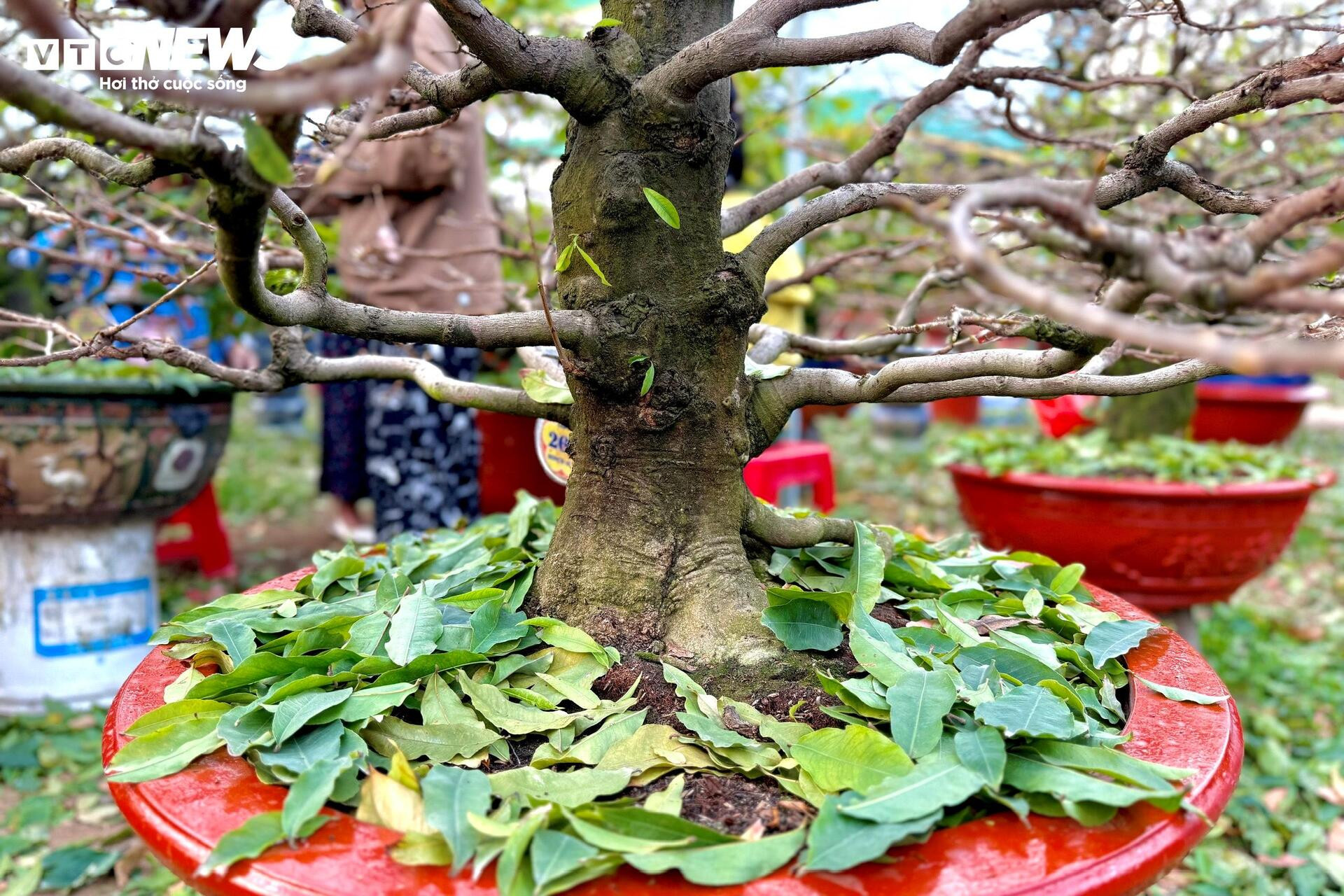 Người dân rủ nhau lặt lá mai thuê, kiếm tiền triệu tiêu Tết - 10