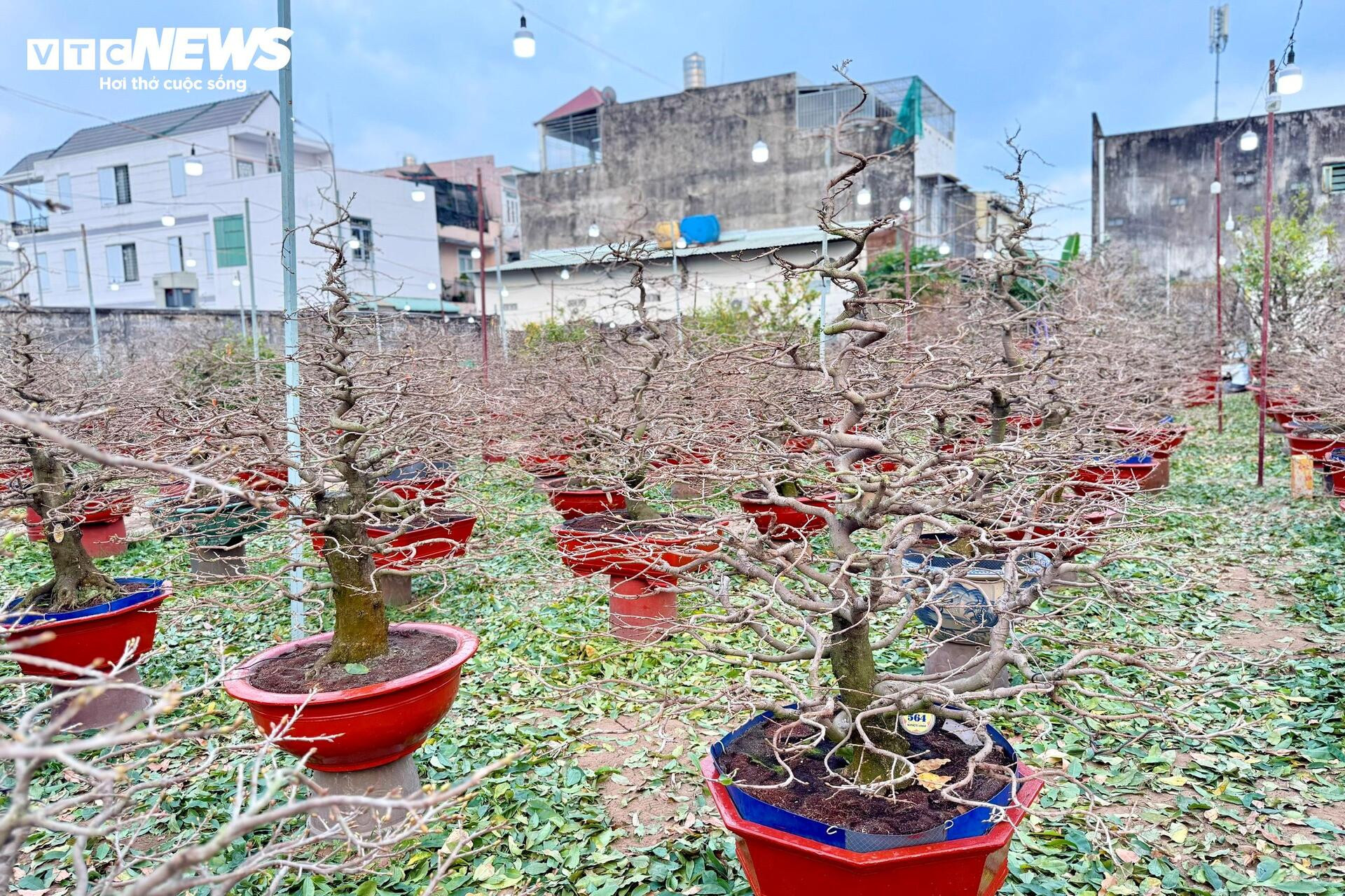 Người dân rủ nhau lặt lá mai thuê, kiếm tiền triệu tiêu Tết - 11