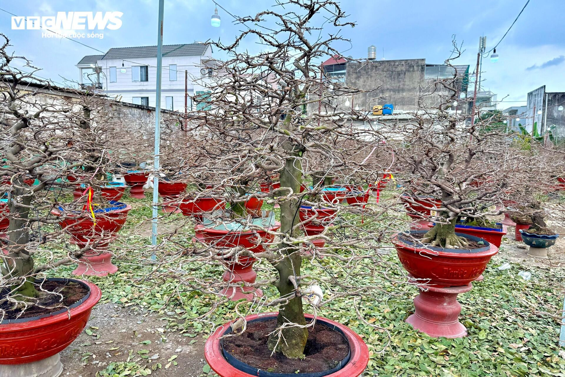 Người dân rủ nhau lặt lá mai thuê, kiếm tiền triệu tiêu Tết - 13