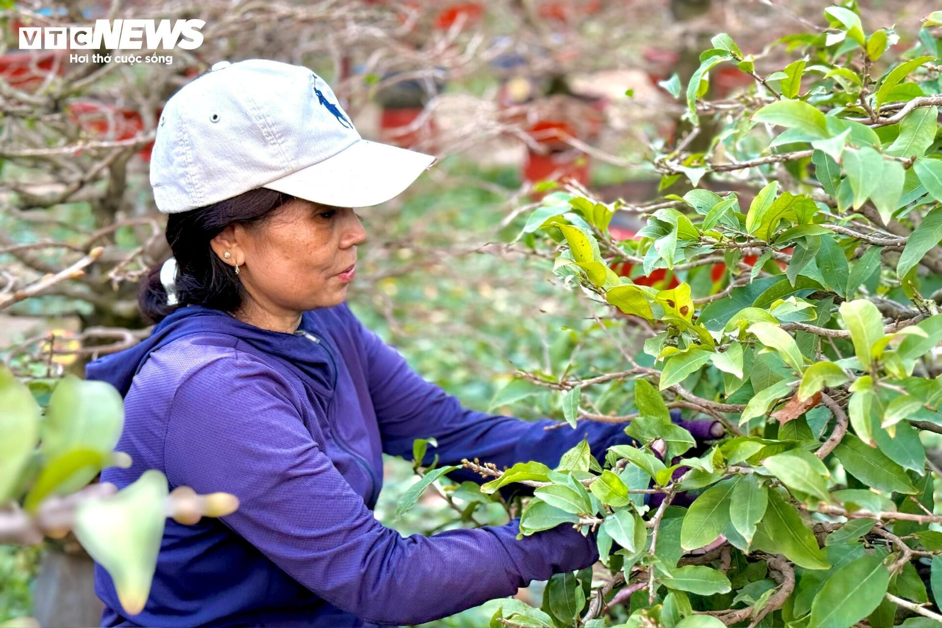 Người dân rủ nhau lặt lá mai thuê, kiếm tiền triệu tiêu Tết - 2