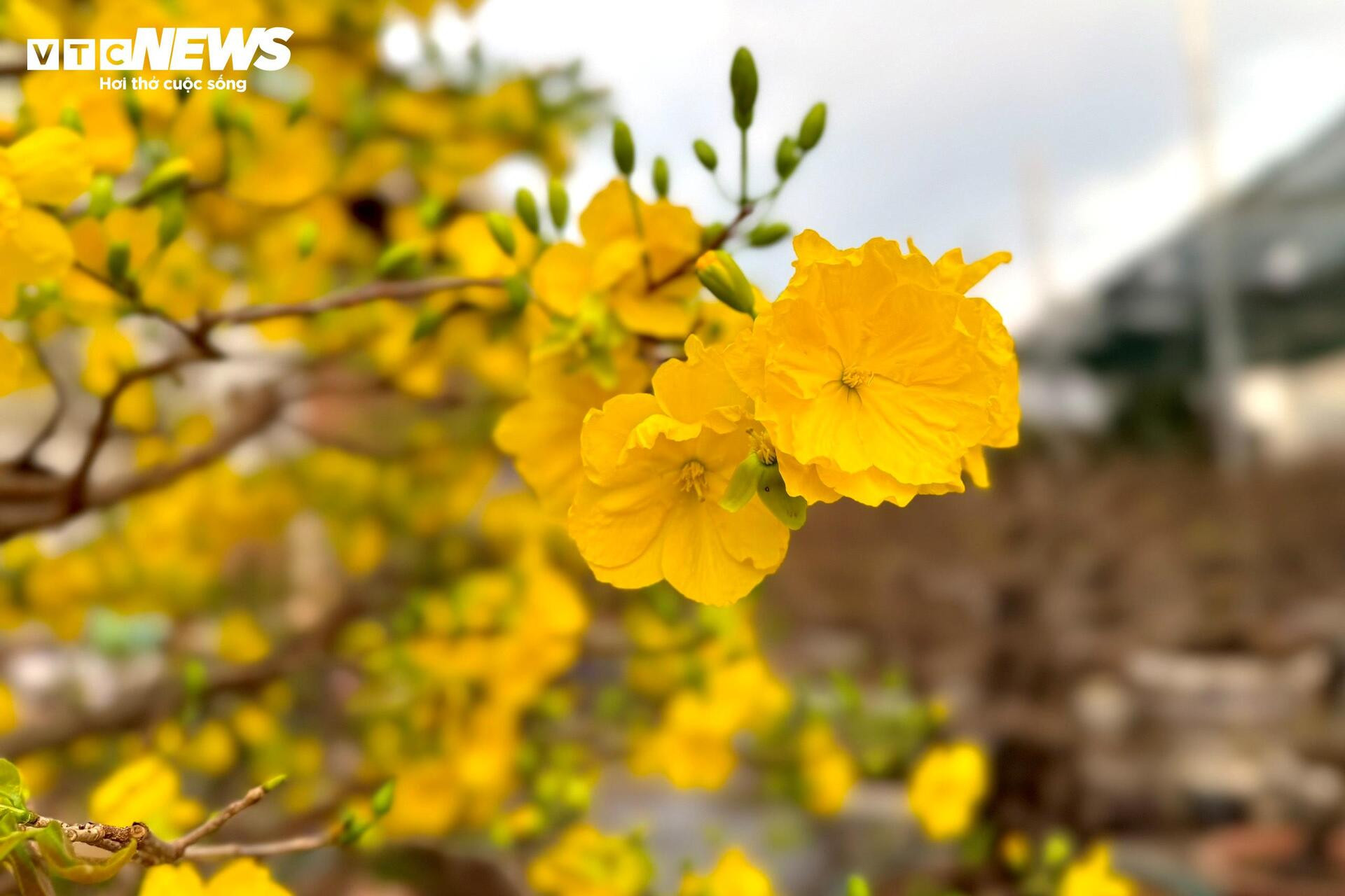 Người dân rủ nhau lặt lá mai thuê, kiếm tiền triệu tiêu Tết - 22