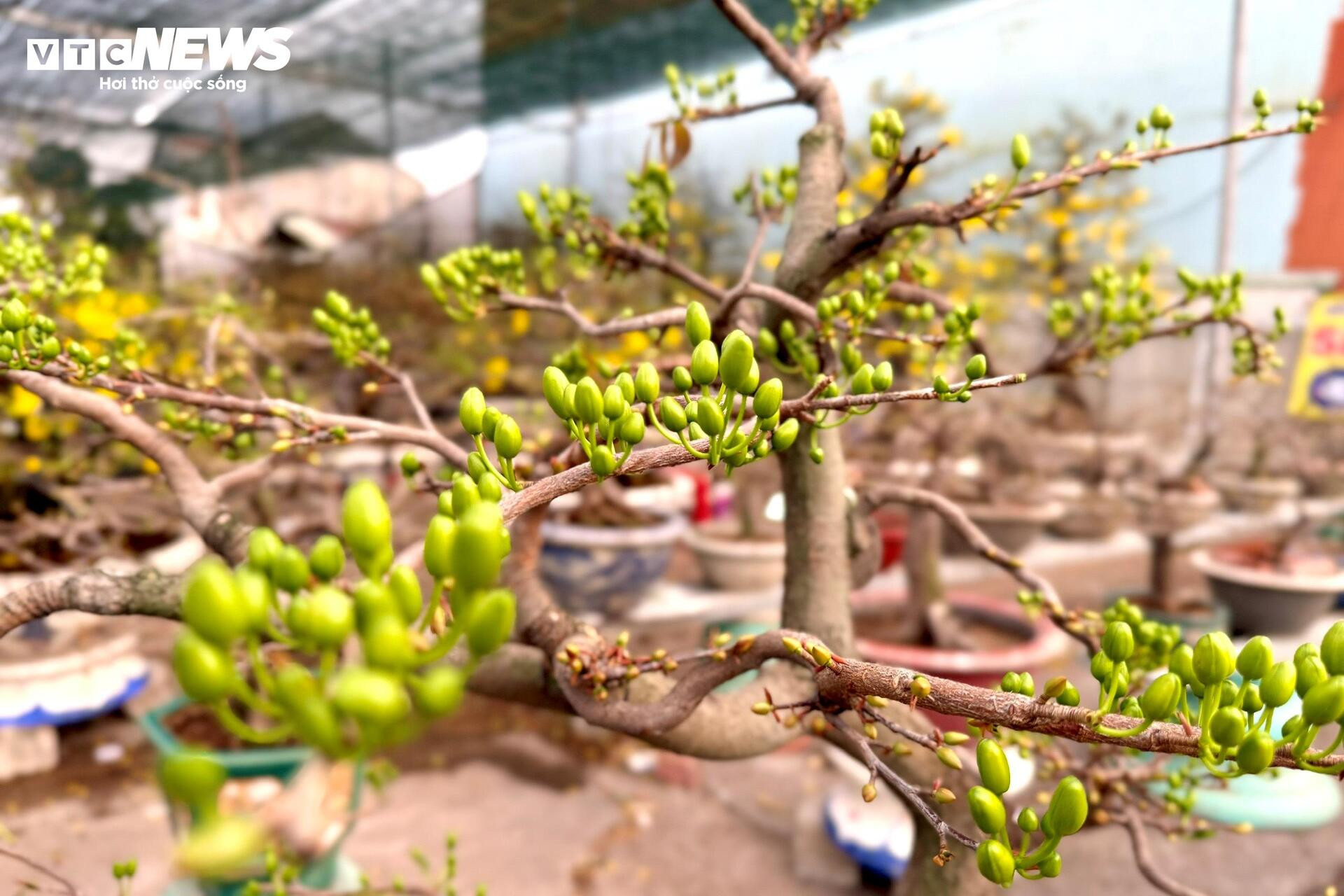 Người dân rủ nhau lặt lá mai thuê, kiếm tiền triệu tiêu Tết - 20