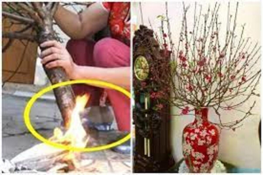 Mẹo chọn mua đào đẹp, bền, phong thủy đón Tết - Ảnh 3.