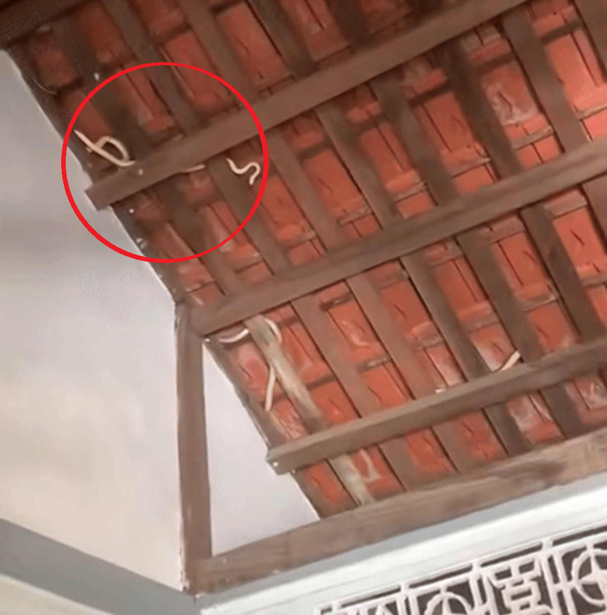 Nhìn lên mái nhà, chủ nhà phát hiện cảnh tượng