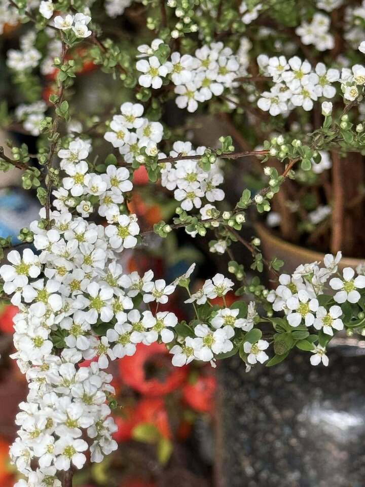 Chọn được tuyết mai chất lượng thì khâu chăm sóc không quá cầu kỳ. (Ảnh: Yến Nguyễn)