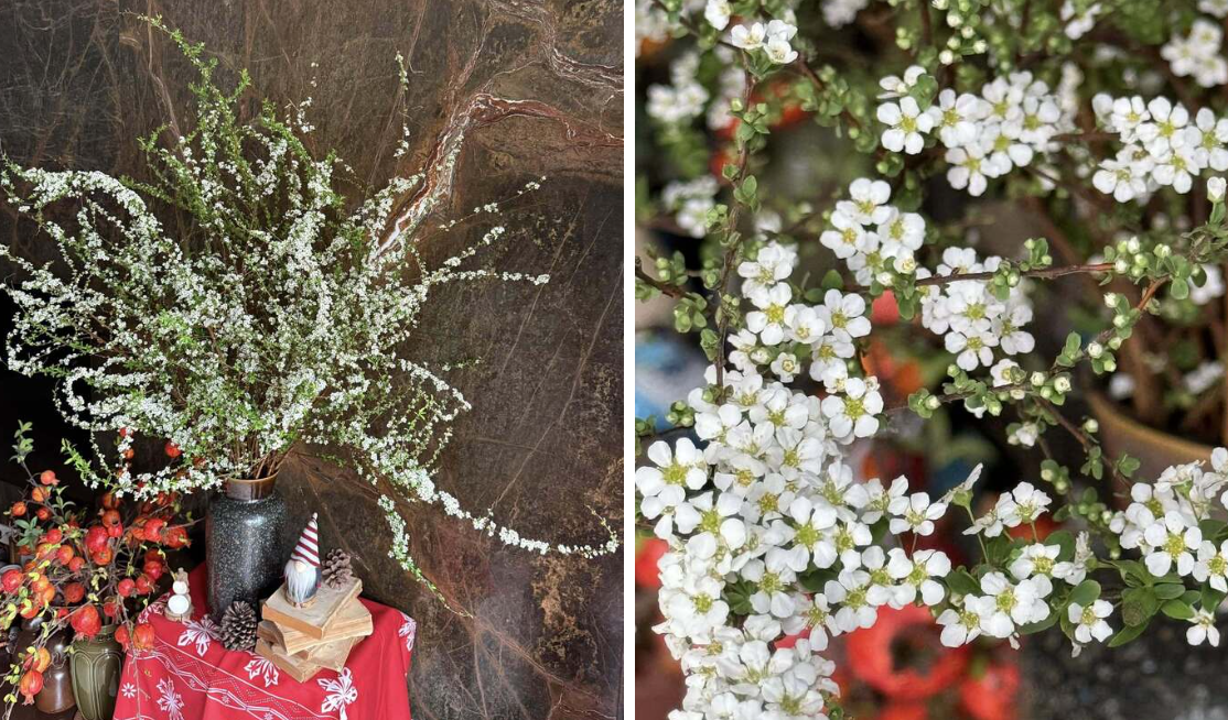 Chủ nhân cây mai vàng cao hơn 5m hé lộ lý do rao bán giá 3,7 tỷ đồng插图5 Chủ nhân cây mai vàng cao hơn 5m hé lộ lý do rao bán giá 3,7 tỷ đồng插图5