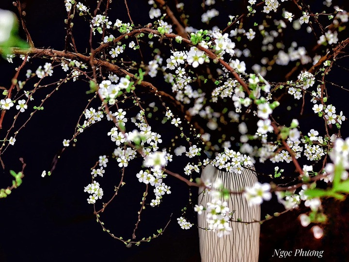 Một lọ tuyết mai rừng cành cong, bông khá to. (Ảnh: Ngọc Phương)