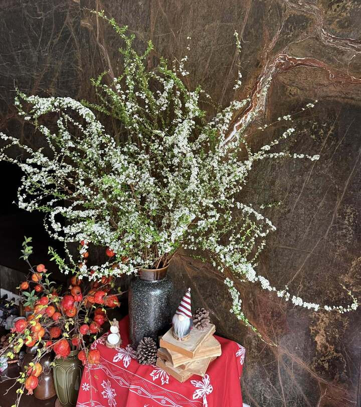 Người chơi cần biết cách chọn tuyết mai đẹp và bền. (Ảnh: Yến Nguyễn)