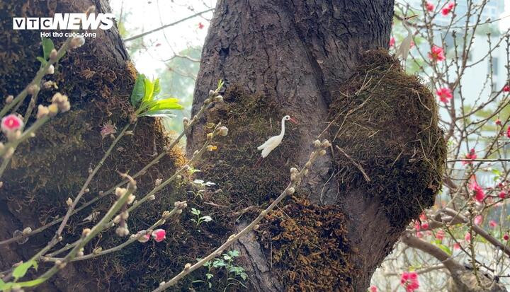 Phần gốc và thân đào giao nhau, cho thấy độ vững chãi của cây đào hàng trăm năm tuổi.