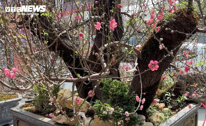 ‘Cụ’ đào trăm năm tuổi, giá thuê 120 triệu đồng giữa phố Hà Nội插图3 Tuy nhiên giá thuê lên tới 120 triệu đồng thường chỉ dành cho những khách quen vốn có tiềm lực tài chính và sẵn sàng chịu chi. Giữa khu chợ hoa với những cây giá chỉ vài triệu đến vài chục triệu, cây đào cổ thụ này thuộc loại cực hiếm.