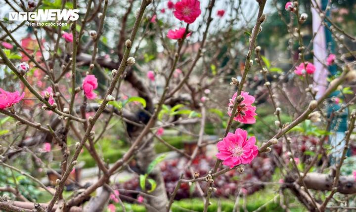 ‘Cụ’ đào trăm năm tuổi, giá thuê 120 triệu đồng giữa phố Hà Nội插图9 Từng nhánh dày đặc hoa, đồng loạt bung nở. Tuy vậy, cây vẫn còn rất sai nụ, hứa hẹn sẽ khoe sắc suốt Tết.