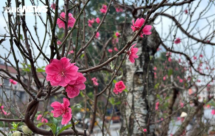 ‘Cụ’ đào trăm năm tuổi, giá thuê 120 triệu đồng giữa phố Hà Nội插图8 'Cụ' đào trăm năm tuổi, giá thuê 120 triệu đồng giữa phố Hà Nội - 9