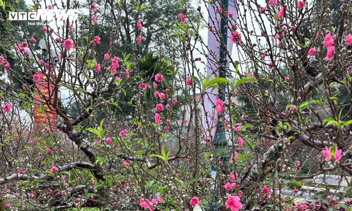 Những cánh hoa đào bích nở rộ, hồng thắm cả một góc phố.