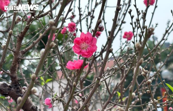 ‘Cụ’ đào trăm năm tuổi, giá thuê 120 triệu đồng giữa phố Hà Nội插图11 Ở chợ hoa này cũng đang bày bán những cây đào thân nhỏ hơn, cao khoảng 3m, với giá cho thuê dao động 5 - 10 triệu đồng.