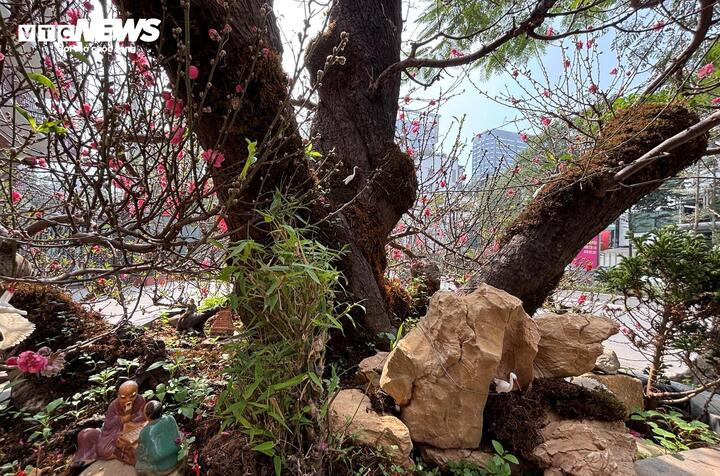 3 thân đào chính, đều có đường kính khoảng 35-40cm, bề mặt thân sần sùi, nhiều vết u sẹo thời gian. Lớp vỏ thân đào màu xám nâu xen lẫn rêu xanh. Người bán cho biết cây đã được khách đặt trước từ lâu, nhưng gần đến ngày giao hàng thì khách đổi ý chuyển sang chơi loại khác nên cây mới xuất hiện tại chợ.