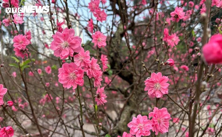 ‘Cụ’ đào trăm năm tuổi, giá thuê 120 triệu đồng giữa phố Hà Nội插图6 Hoa đào nở căng, cánh dày và rất nhiều.