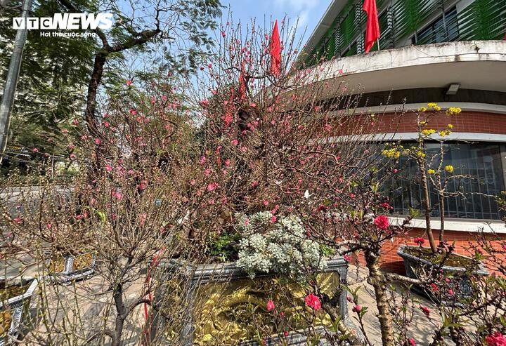 ‘Cụ’ đào trăm năm tuổi, giá thuê 120 triệu đồng giữa phố Hà Nội插图 Xuất hiện nổi bật tại chợ hoa Tết Hà Nội, cây đào cổ thụ này có vành gốc lên tới 200 cm, được trồng trong chậu rộng khoảng 3 m², tán xòe khoảng chừng 5 mét, vỏ cây xù xì, rêu phong bám đầy. Giá cho thuê của cây lên tới 120 triệu đồng.