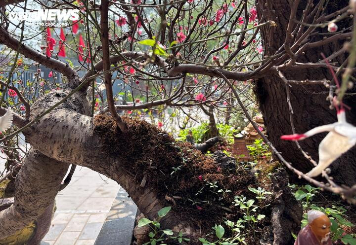 Nhìn ở góc nghiêng, gốc đào lộ rõ hệ rễ nổi uốn lượn vững chãi.