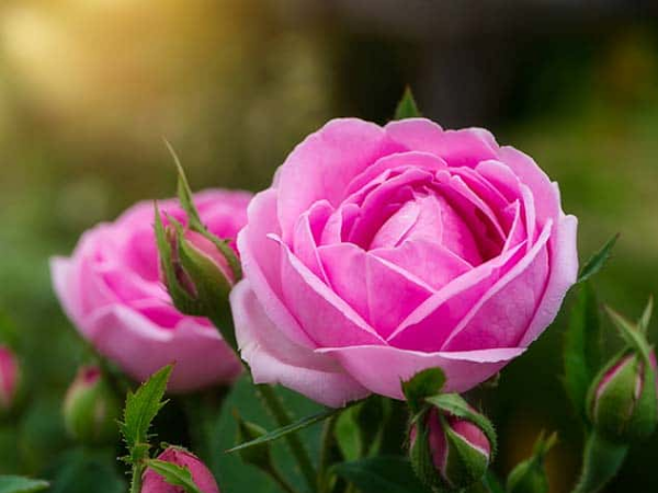 Trong 2 ngày cuối tuần (7/2 - 8/2), 3 con giáp GIÀU SANG TỘT ĐỈNH, tiền bạc không thiếu, thoát khỏi kiếp nghèo, an nhàn hưởng Phúc - Ảnh 3