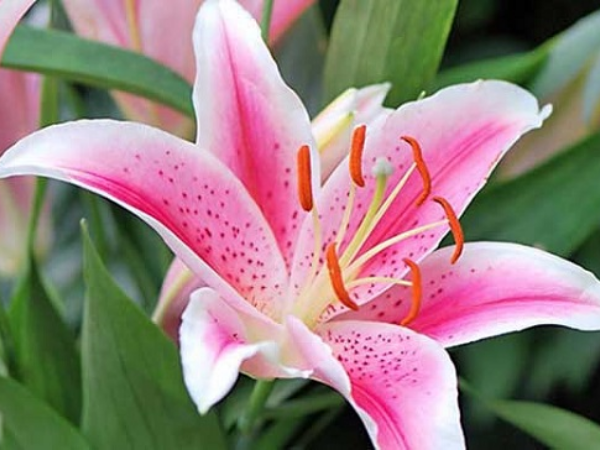 Trong 2 ngày cuối tuần (7/2 - 8/2), 3 con giáp GIÀU SANG TỘT ĐỈNH, tiền bạc không thiếu, thoát khỏi kiếp nghèo, an nhàn hưởng Phúc - Ảnh 2