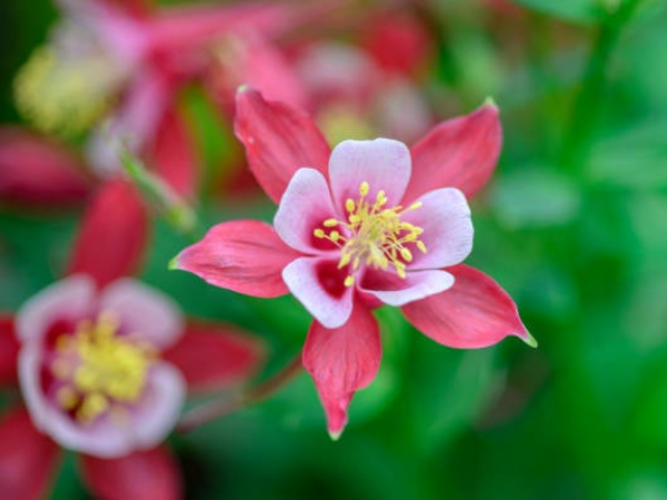 Trong 2 ngày cuối tuần (7/2 - 8/2), 3 con giáp GIÀU SANG TỘT ĐỈNH, tiền bạc không thiếu, thoát khỏi kiếp nghèo, an nhàn hưởng Phúc - Ảnh 1