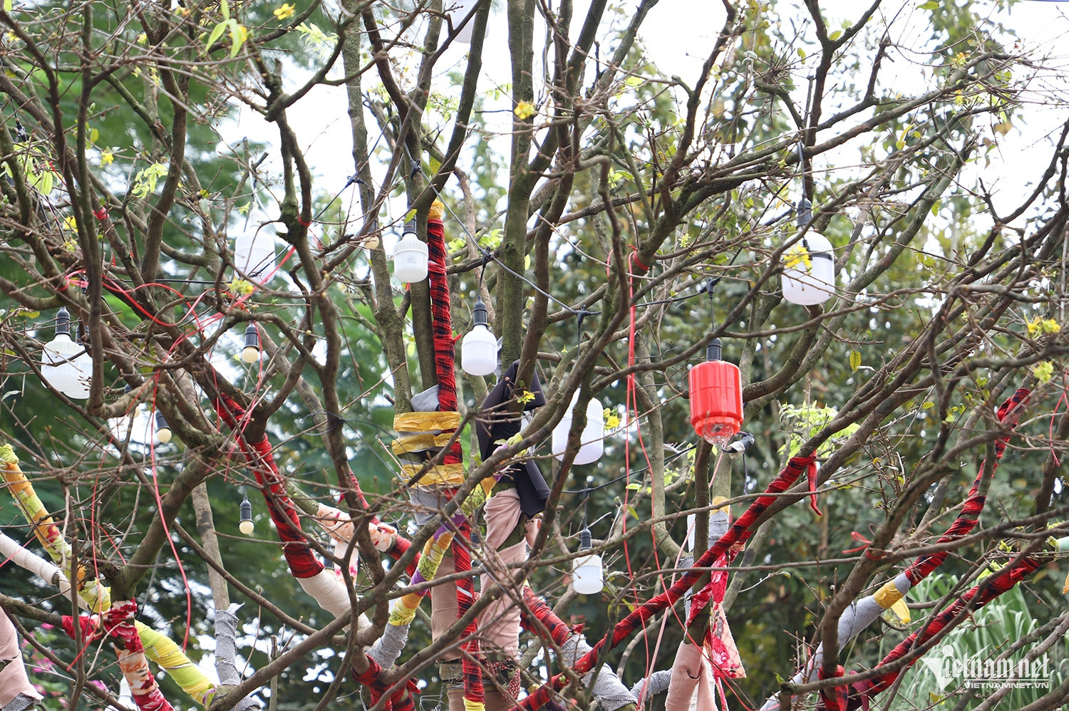 Chủ nhân cây mai vàng cao hơn 5m hé lộ lý do rao bán giá 3,7 tỷ đồng插图2 W-mai vàng 5.JPG.jpg