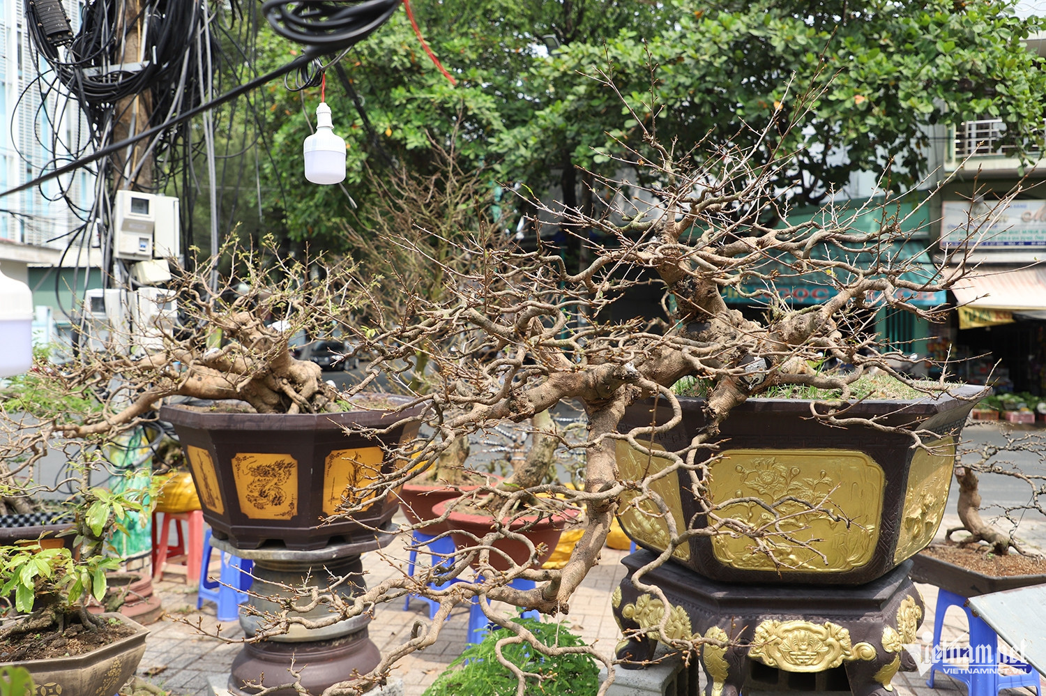 W-mai vàng 2.JPG.jpg