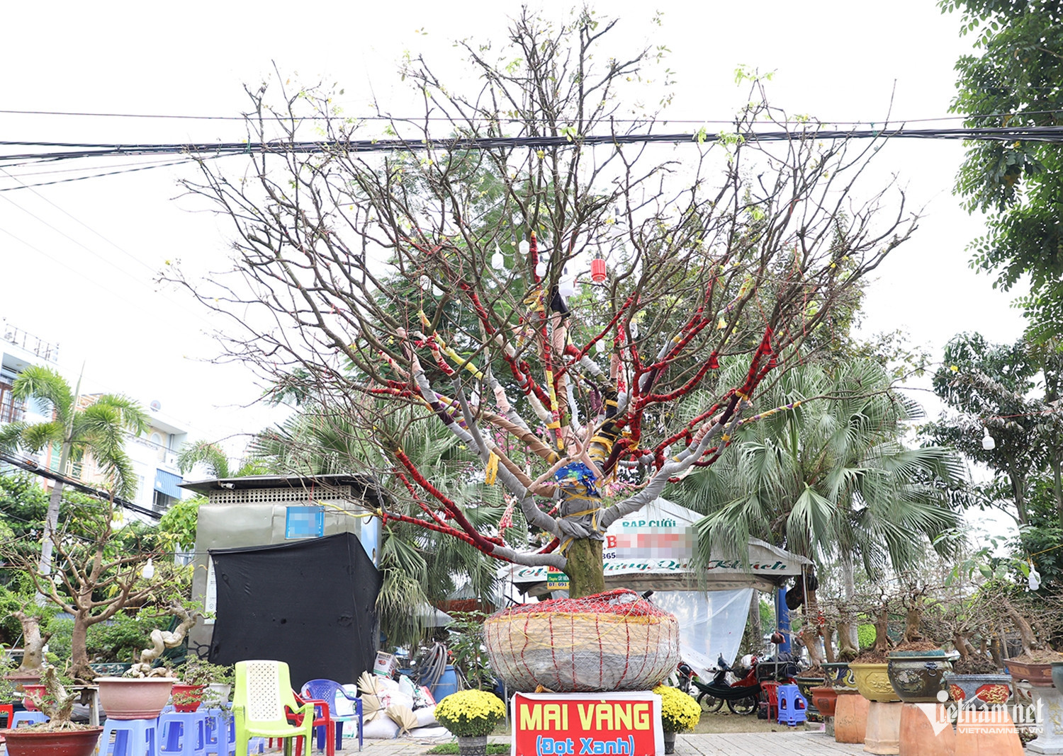 Chủ nhân cây mai vàng cao hơn 5m hé lộ lý do rao bán giá 3,7 tỷ đồng插图 W-mai vàng 1.JPG.jpg