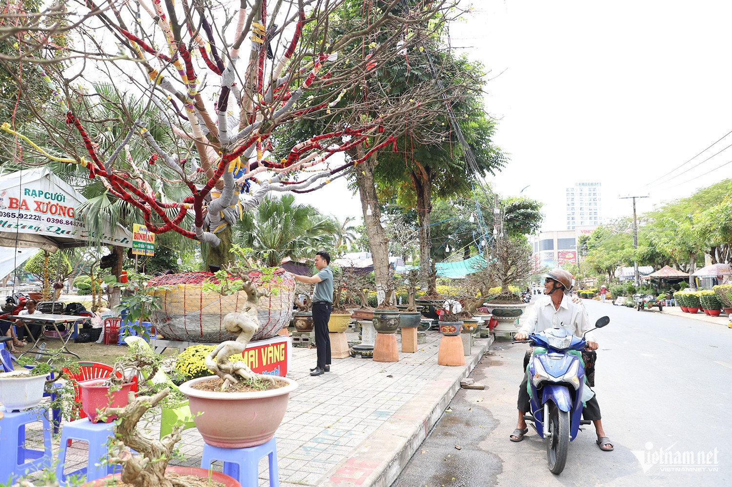 Chủ nhân cây mai vàng cao hơn 5m hé lộ lý do rao bán giá 3,7 tỷ đồng插图3 W-mai vàng 3.JPG.jpg