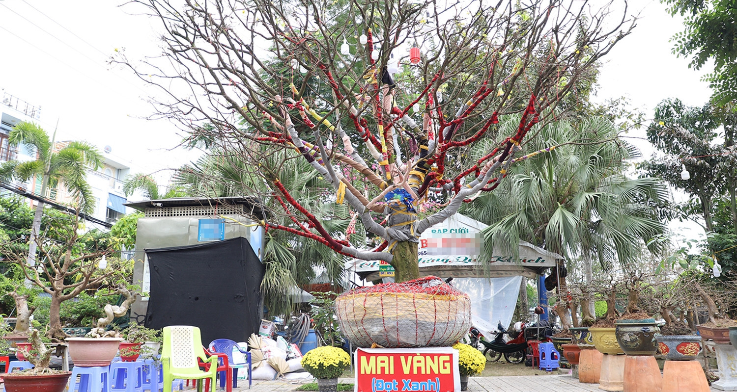 Kiếm tiền triệu mùa Tết từ nghề bán cát lư hương插图4 Kiếm tiền triệu mùa Tết từ nghề bán cát lư hương插图4